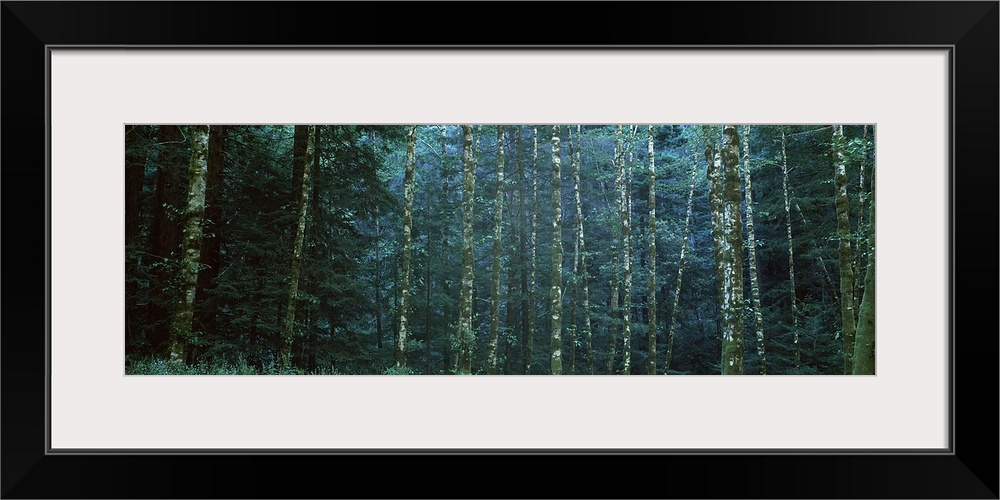 Alders among the redwoods, Mendocino County, California, USA