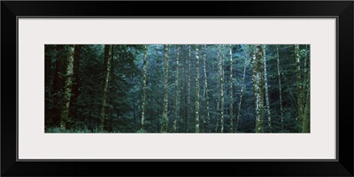 Alders among the redwoods, Mendocino County, California