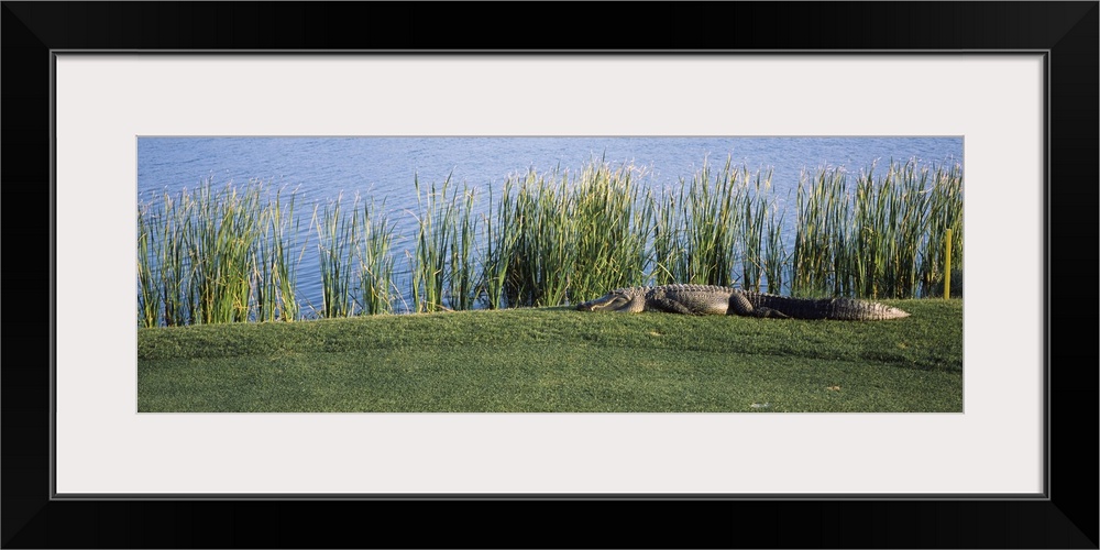 Alligator resting on a golf course, Kiawah Island, Charleston County, South Carolina