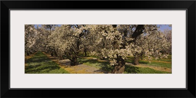 Almond trees in a park, Sacramento Valley, California