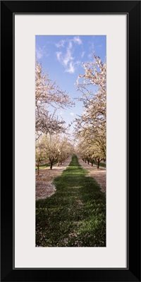 Almond trees in an orchard, Central Valley, California