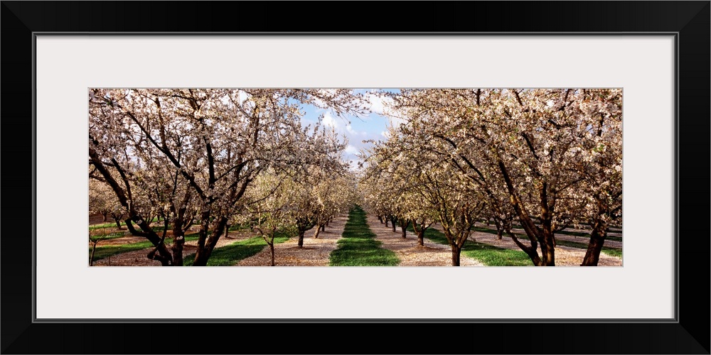 This panoramic shaped wall art is a photograph capturing the view down an avenue of trees covered with blossoms growing on...