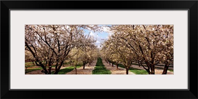 Almond trees in an orchard, Central Valley, California