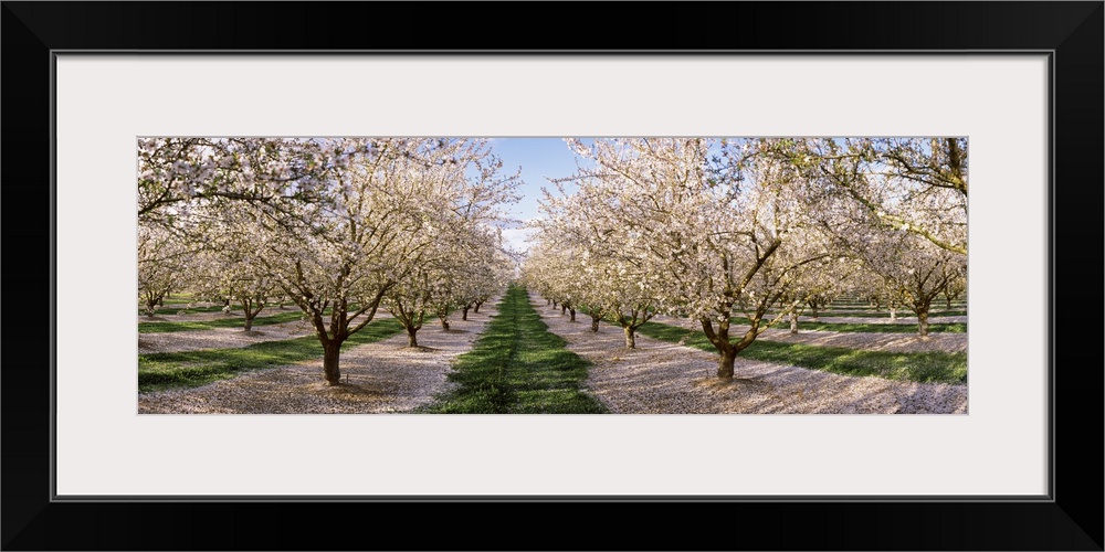 Almond trees in an orchard, Central Valley, California,