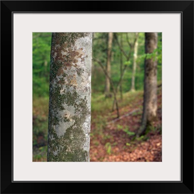 American beech tree trunk, selective focus, Kistachie National Forest, Louisiana