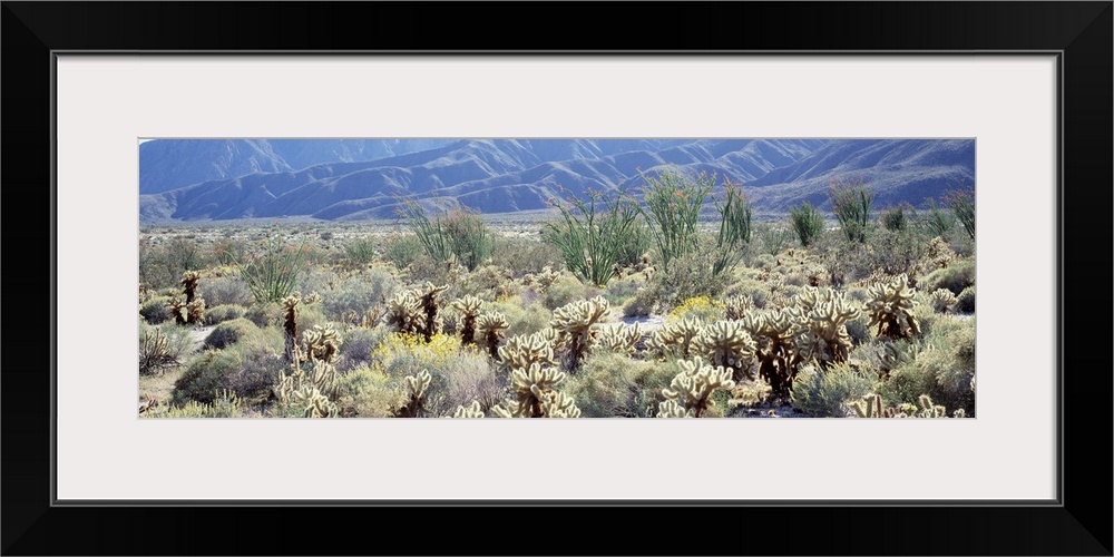 Anza Borrego Desert State Park CA