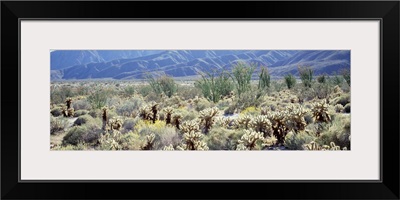 Anza Borrego Desert State Park CA