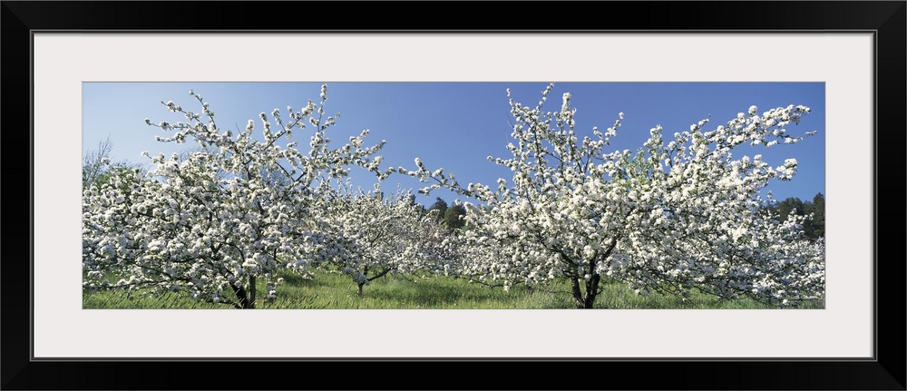 Apple Blossom Trees Norway