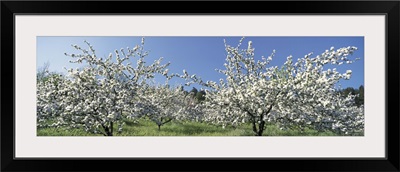 Apple Blossom Trees Norway