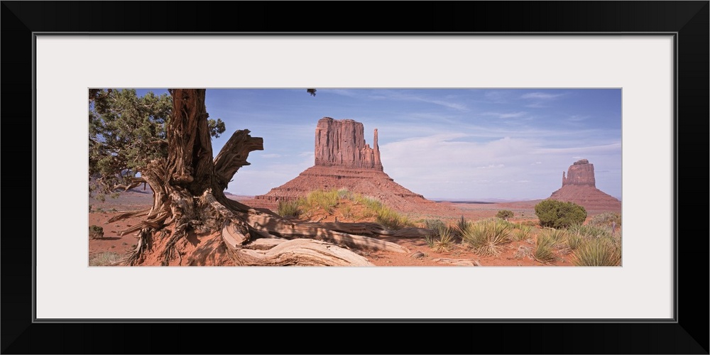 Arizona, Monument Valley, Close-up of a gnarled tree with West and East Mitten