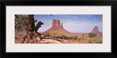 Arizona, Monument Valley, Close-up of a gnarled tree with West and East Mitten