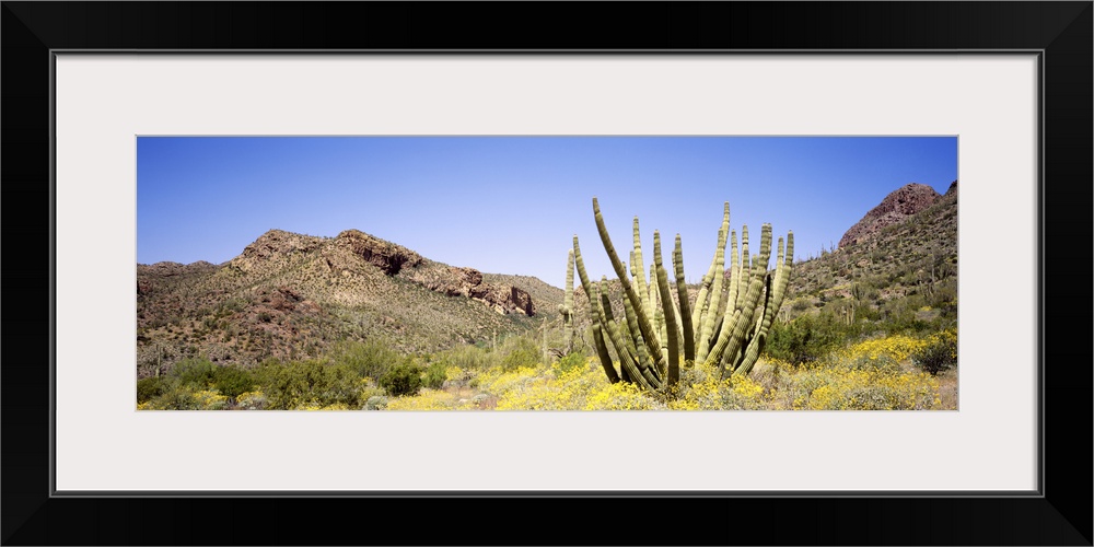 Arizona, organ pipe cactus