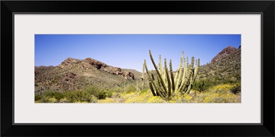 Arizona, organ pipe cactus