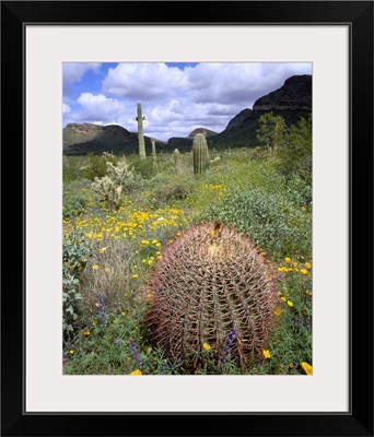 Arizona, Organ Pipe Cactus National Monument