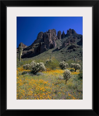 Arizona, Organ Pipe Cactus National Monument, Wildflowers on the mountain