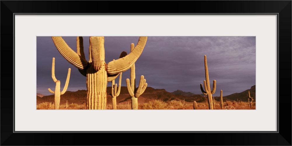 Several desert cacti in a dry brush field at dusk at Organ Pipe National Monument in Arizona.