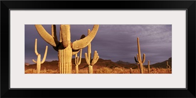 Arizona, Organ Pipe National Monument