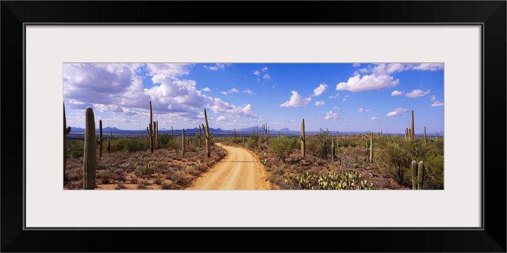 Arizona, Saguaro National Park, road