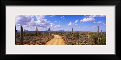 Arizona, Saguaro National Park, road