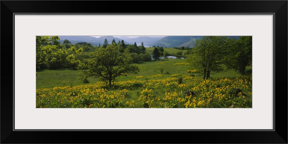 Arrowleaf Balsamroot (Balsamorhiza sagittata) in a field, Mosier, Wasco County, Oregon