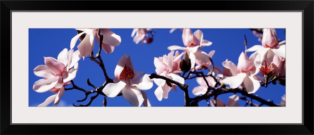 Panoramic photograph taken of a branch of magnolia blossoms against a clear blue sky.