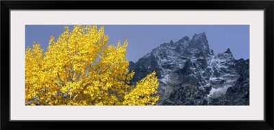 Aspen tree with mountains in background, Mt Teewinot, Grand Teton National Park, Wyoming