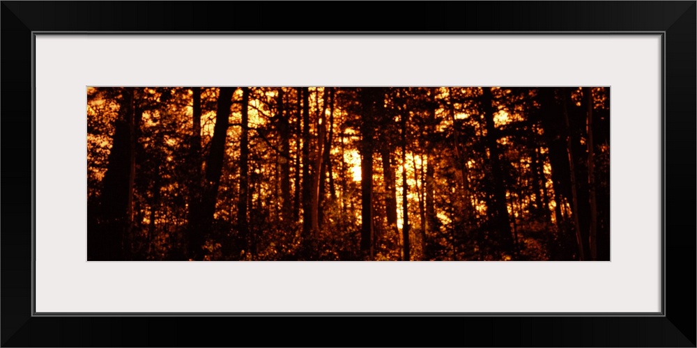 Panoramic photograph on a giant canvas, of a dense forest of silhouetted aspen trees in front of a golden sunrise, in Colo...