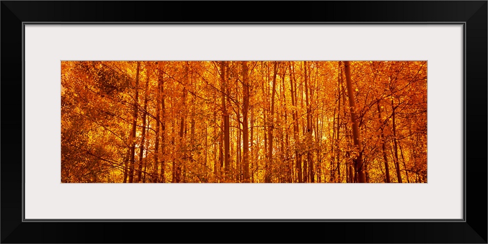 Giant, panoramic photograph of a dense forest of aspen trees with fall foliage.  The sun rising through the trees gives th...