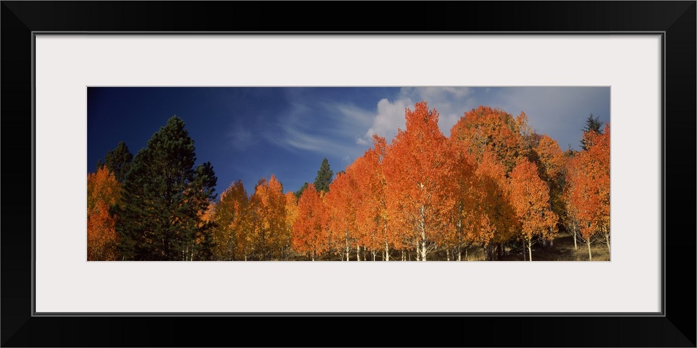 Large landscape photograph of vibrant fall colored aspen trees beneath a blue sky with wispy white clouds, on Boulder Moun...