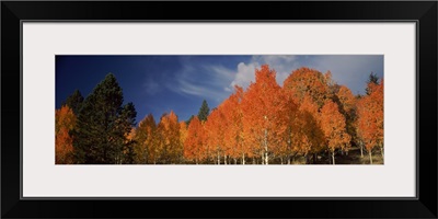 Aspen trees, Boulder Mountain, Utah