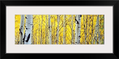 Aspen trees in a forest