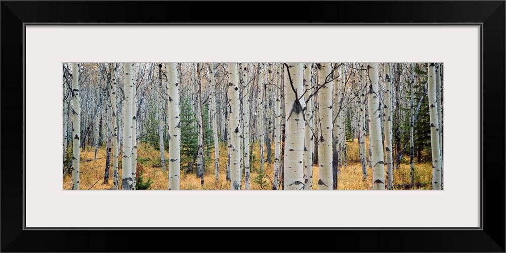 This wall art is a panoramic photograph of a forest of white barked trees growing in the Canadian Rockieso wilderness.