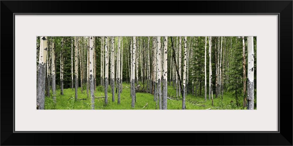 Aspen trees in a forest, Banff, Banff National Park, Alberta, Canada