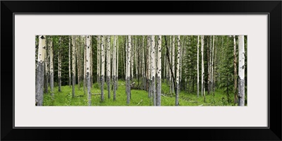 Aspen trees in a forest, Banff, Banff National Park, Alberta, Canada