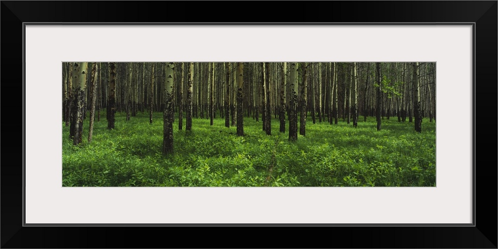 Aspen trees in a forest, Banff National Park, Alberta, Canada