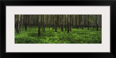 Aspen trees in a forest, Banff National Park, Alberta, Canada