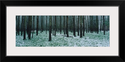 Aspen trees in a forest, Banff National Park, Alberta, Canada