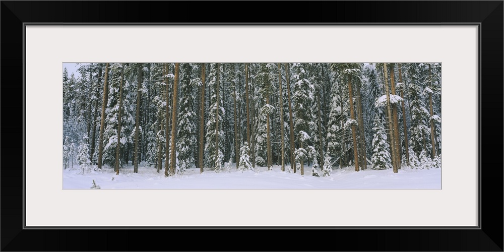 Aspen trees in a forest, Banff National Park, Alberta, Canada