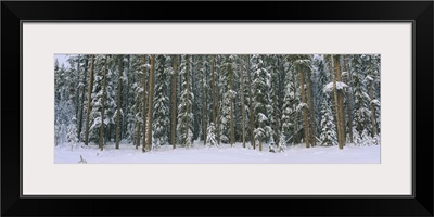 Aspen trees in a forest, Banff National Park, Alberta, Canada