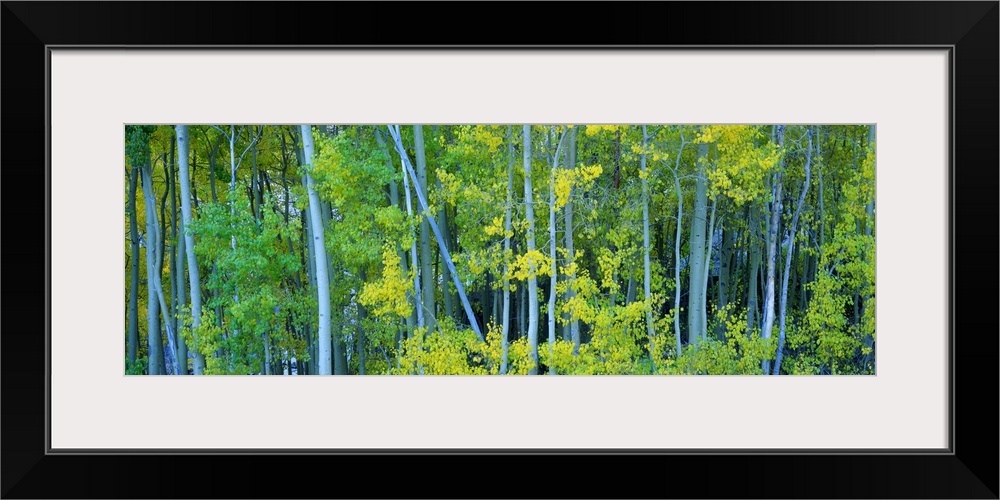 Forest of Aspen trees just beginning to turn yellow as Fall approaches.