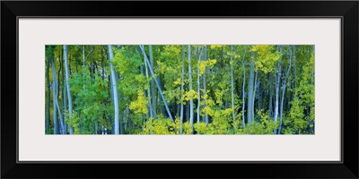 Aspen trees in a forest, Bishop, California