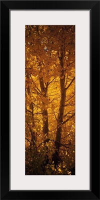 Aspen trees in a forest, Californian Sierra Nevada, California