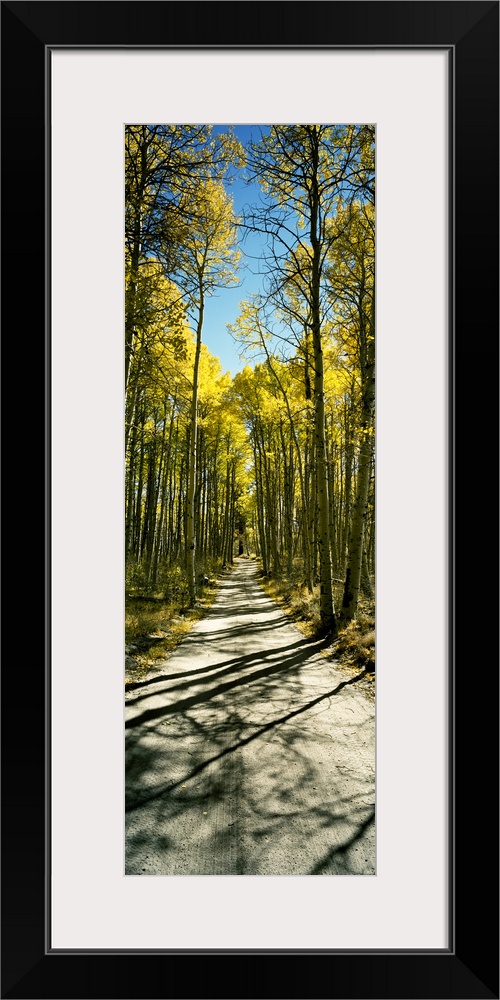 Aspen trees in a forest, Californian Sierra Nevada, California