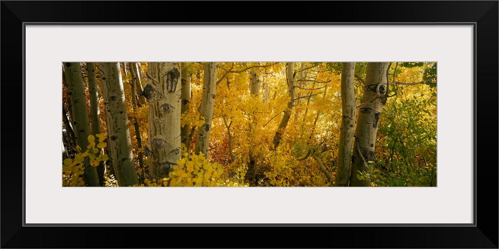 This nature photograph comes on a panoramic shaped wall decoration is a close up of tree trunks in a forest around autumn.