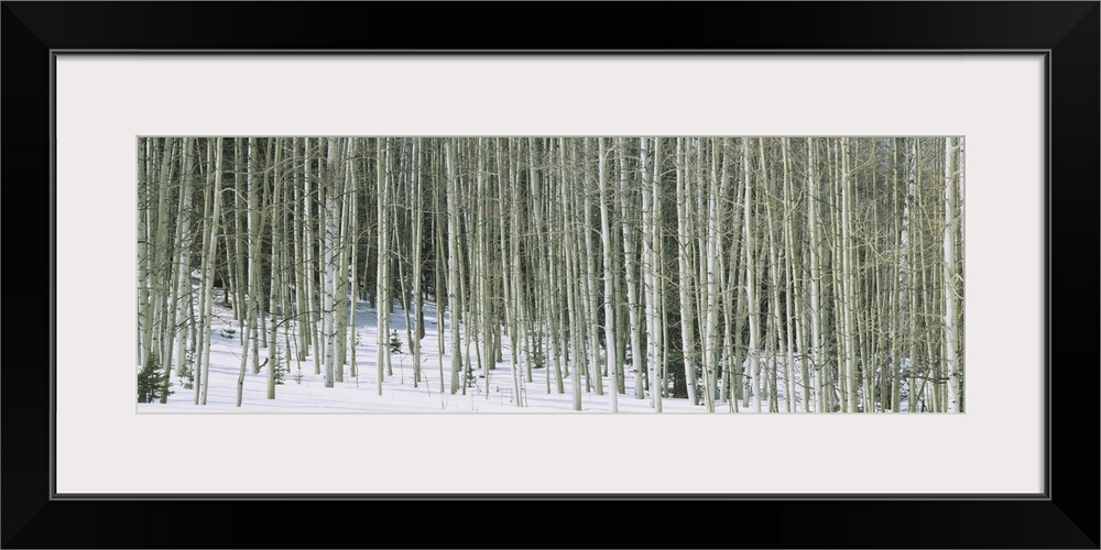 Panoramic image of stark aspen trees in the snow in winter in Chama, New Mexico.