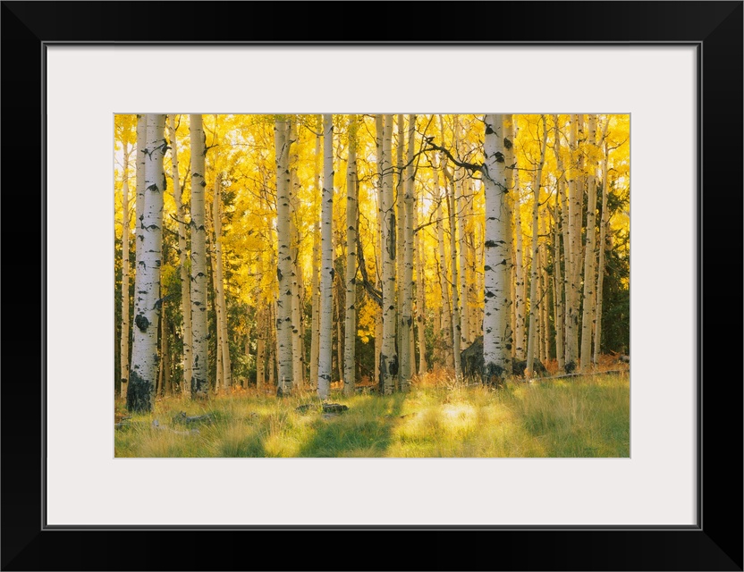 Aspen trees in a forest, Coconino National Forest, Arizona, USA