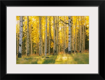 Aspen trees in a forest, Coconino National Forest, Arizona