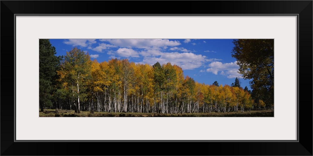 Aspen trees in a forest, Coconino National Forest, Flagstaff, Arizona