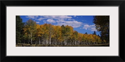 Aspen trees in a forest, Coconino National Forest, Flagstaff, Arizona