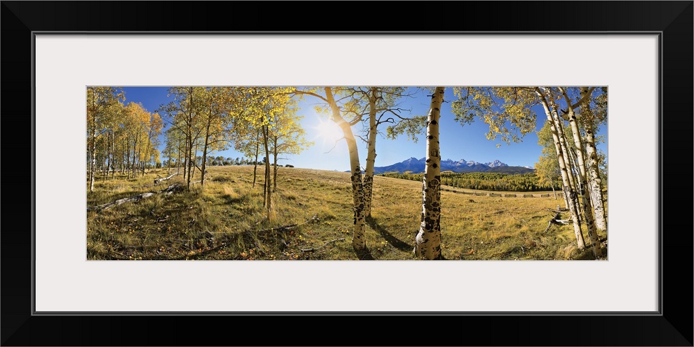 Panoramic photograph on a giant canvas of aspen trees with golden foliage, at the edge of a forest.  Through the trees is ...